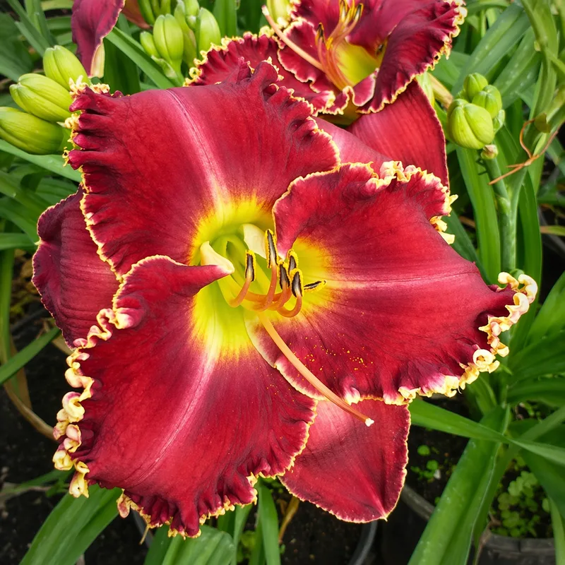 Scarlet Epaulettes