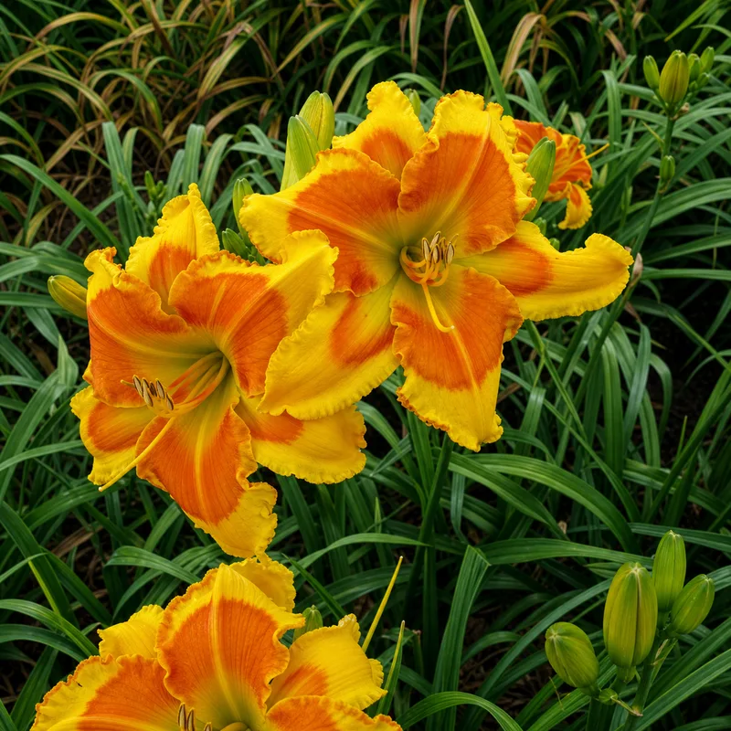 Dragon Nation daylily bloom