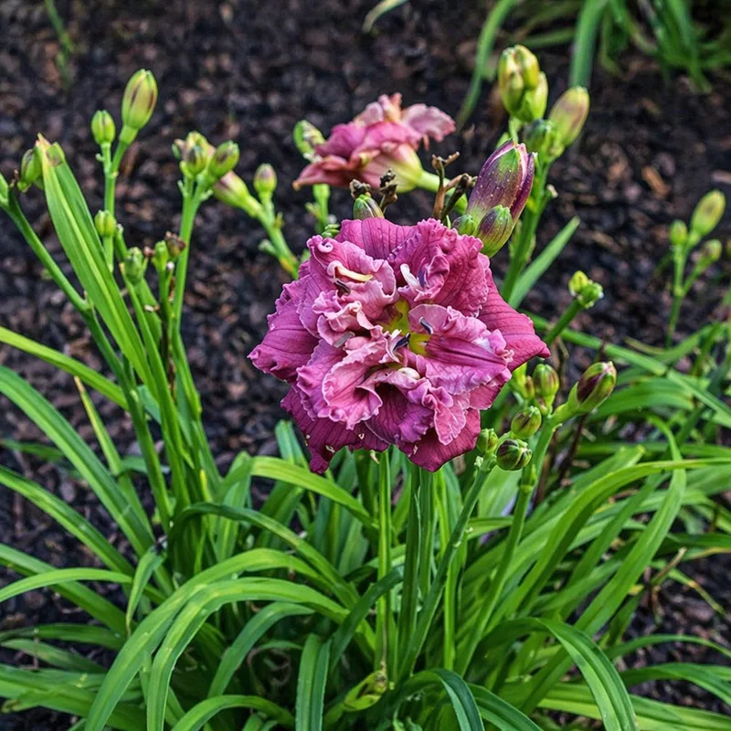 Little Sweet Cheeks daylily bloom