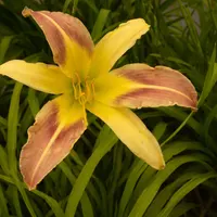 Cleo AHS image