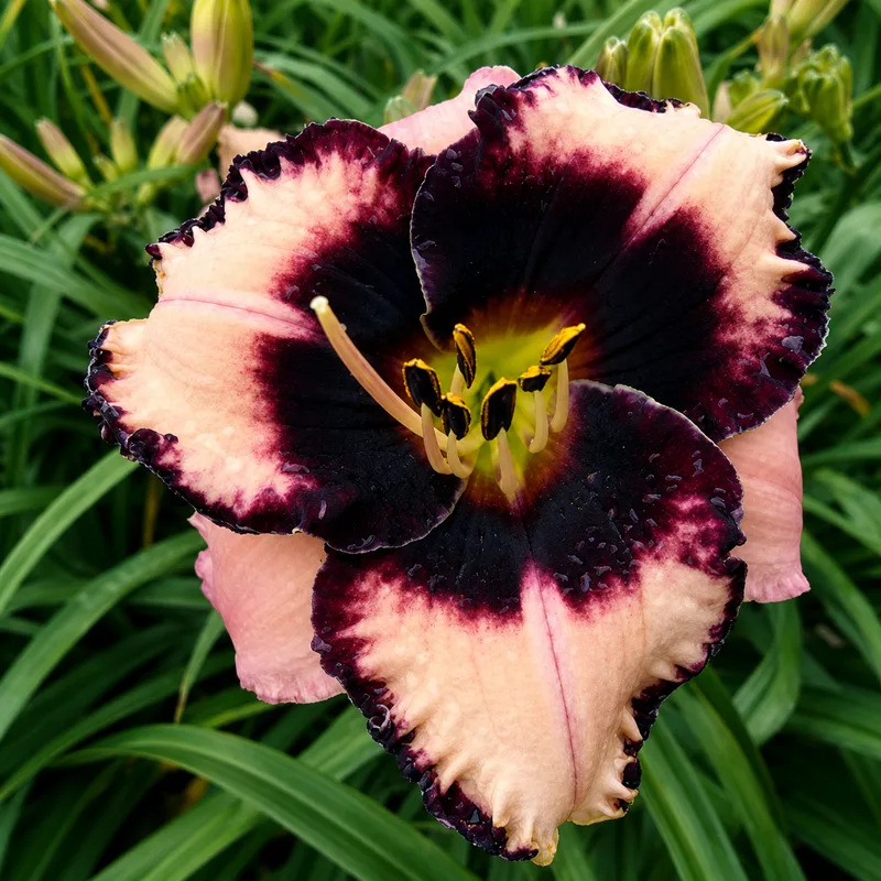 Small World Black Cherries daylily bloom