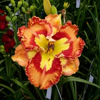 Mexican Fiesta AHS image