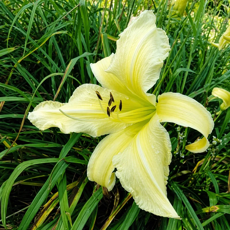 Irish Cream AHS image