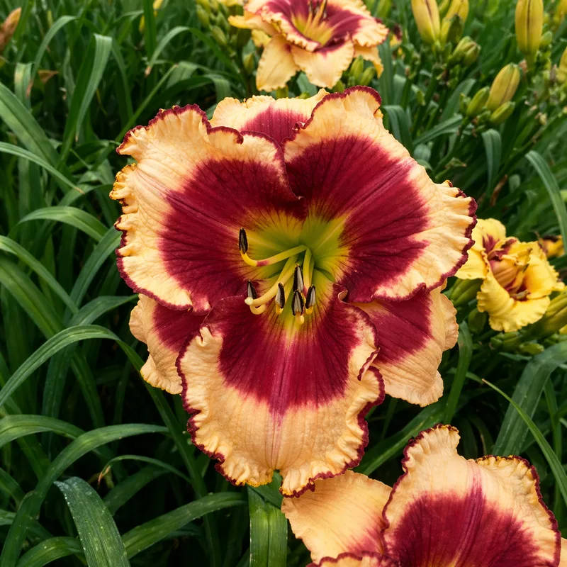 Tanya LaCorte daylily bloom