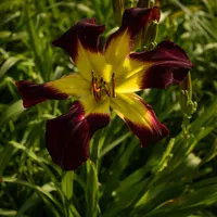 Chasing the Dragon AHS image
