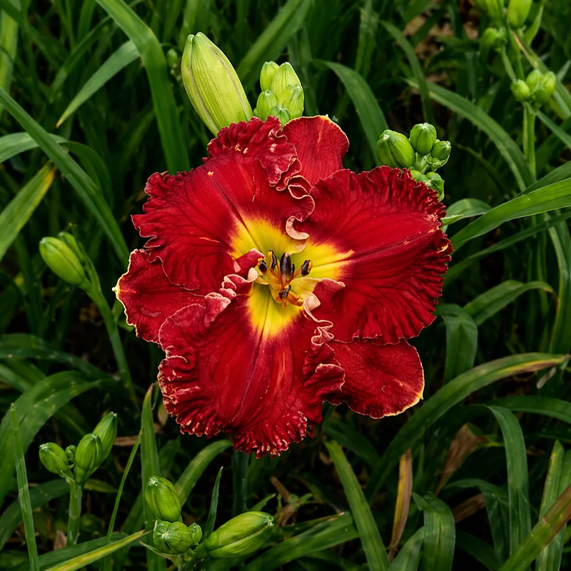 Mesmerizer AHS image