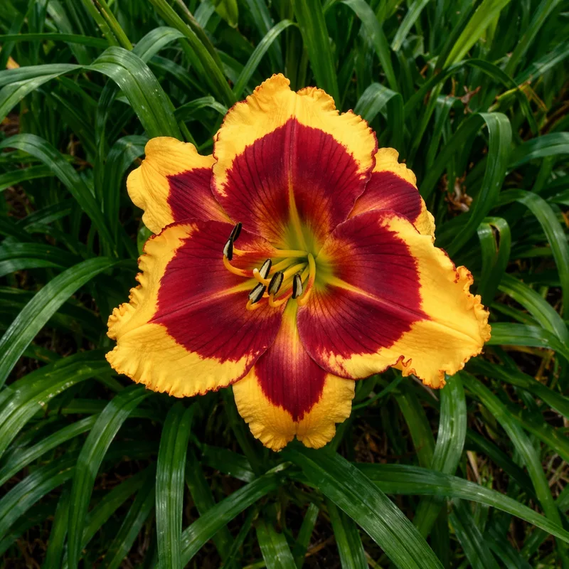 Prism Dragon daylily bloom