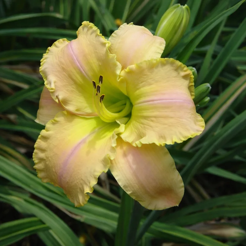 Moon Girl daylily bloom