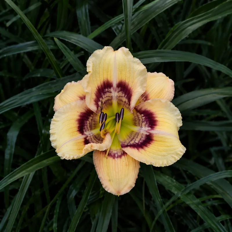 Urban Fantasy daylily bloom