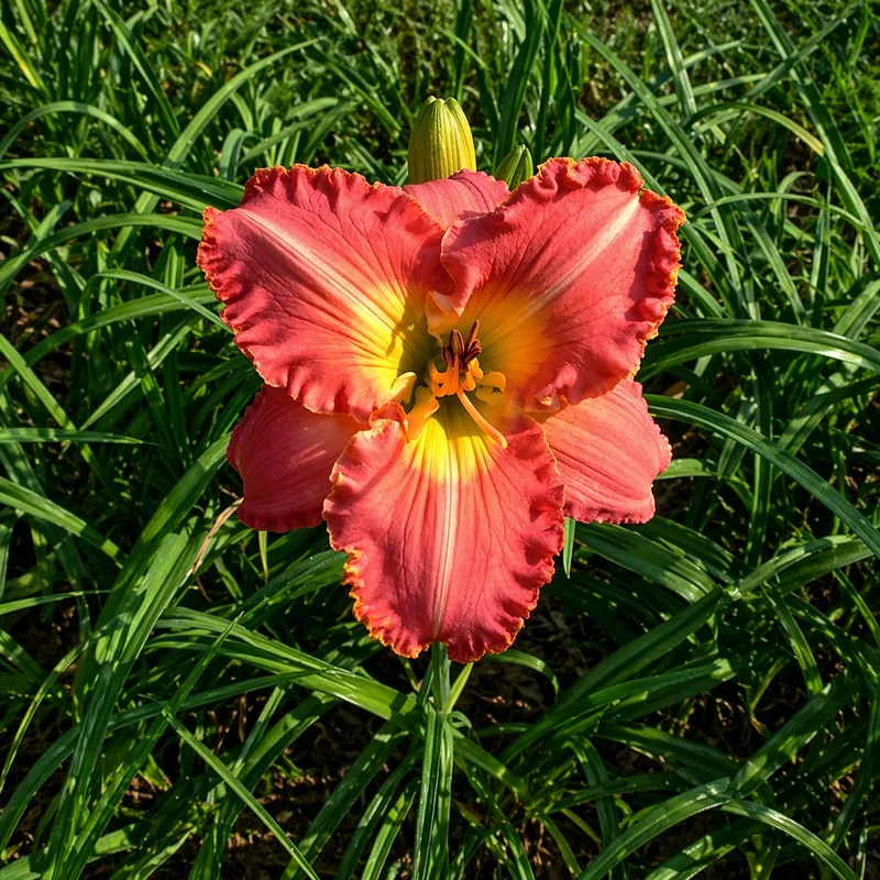 Asheville Summer Jewel