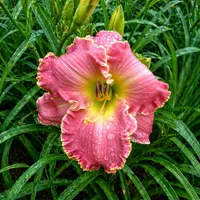 Asheville Pink Lady AHS image