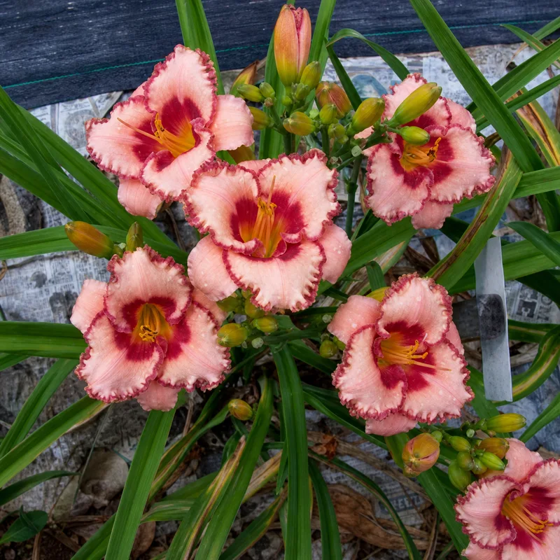 Pink Pearl Drops