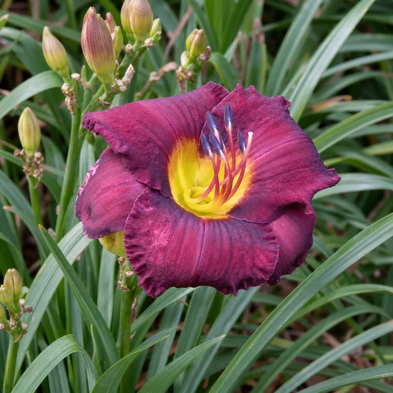 All American Plum