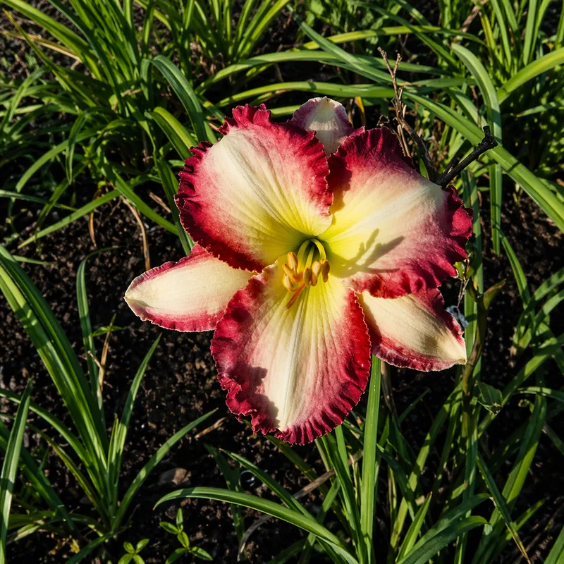 Indiana Melissa daylily bloom