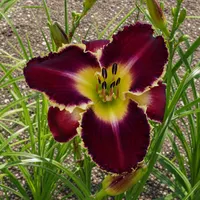 Champion Bloodline AHS image