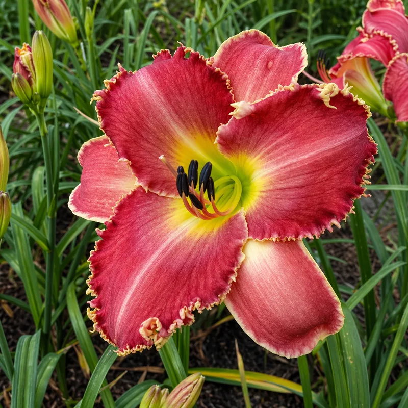 A Crimson Roar