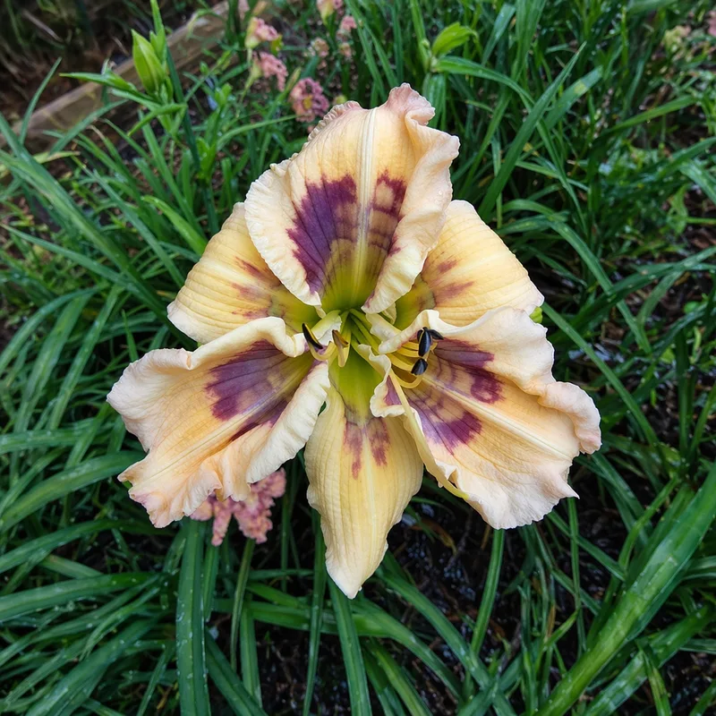 Live Long and Prosper from Graceful Petals Daylilies