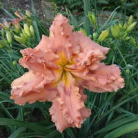 Iridescent Splendor AHS image