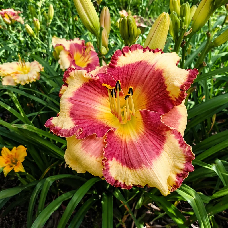 Small World Strawberry Shortcake daylily bloom