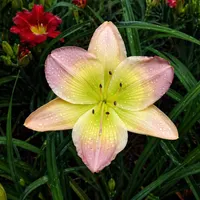 Bright and Morning Star AHS image