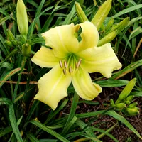 Bloomin' Safari AHS image