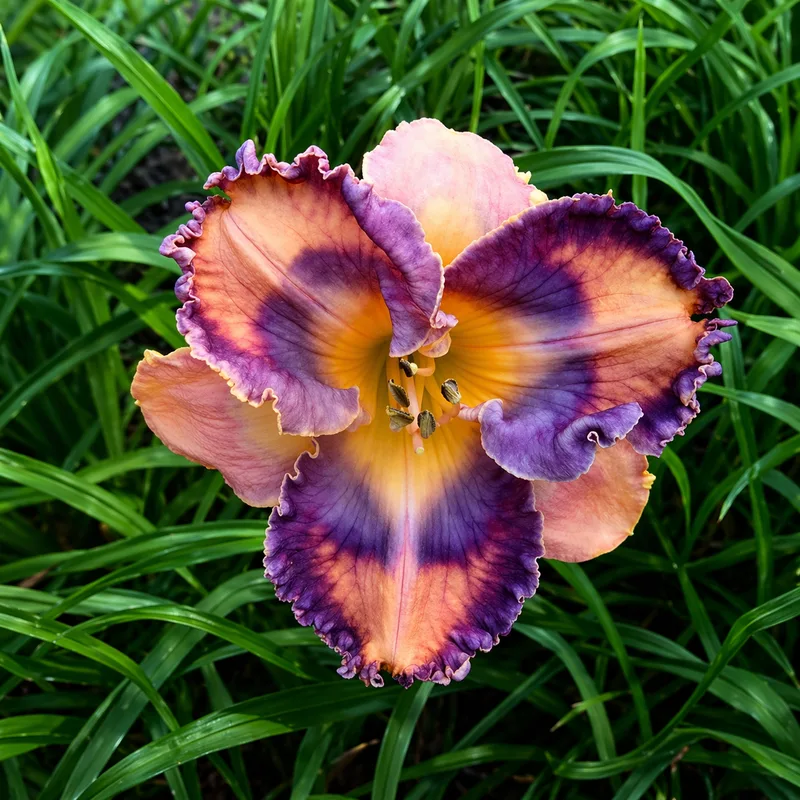 Greater Good daylily bloom