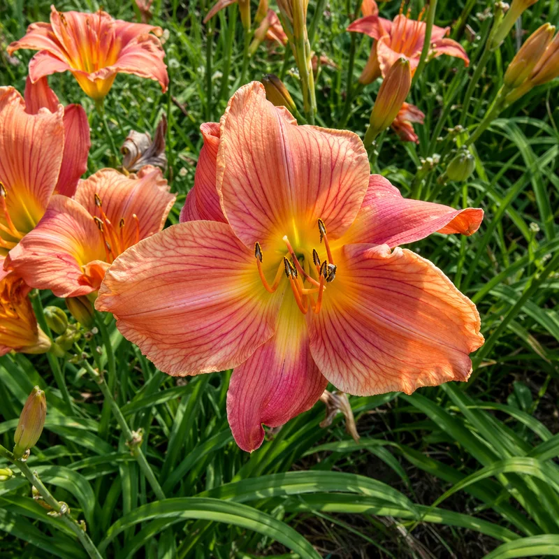 Mapping Arcadia Valley daylily bloom