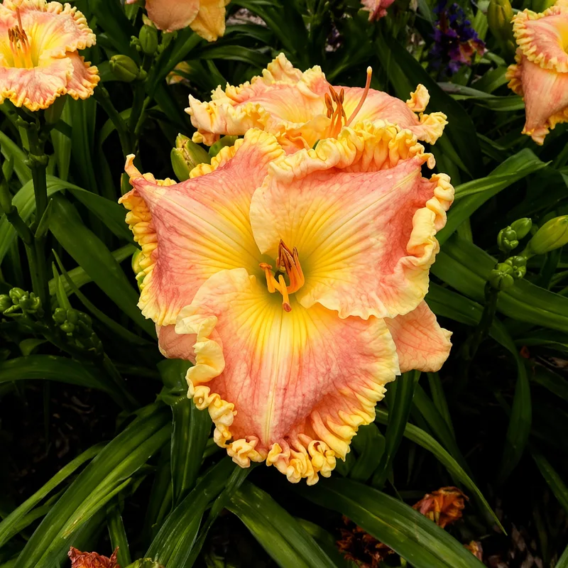 Riding into the Sunset AHS image