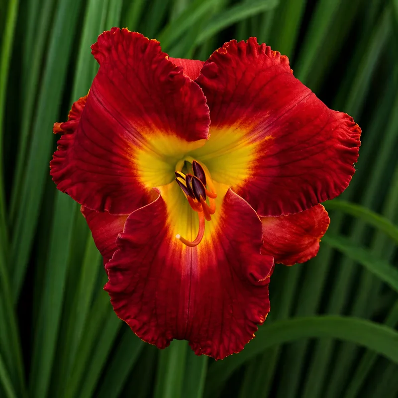 Blazing Offering AHS image