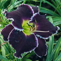 Spacecoast Tasmanian Devil AHS image