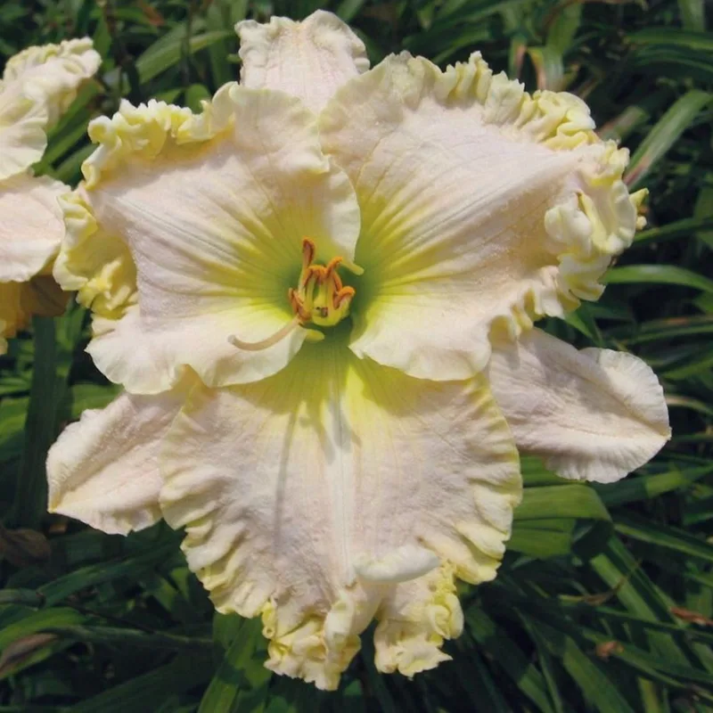 Arctic Wind daylily bloom