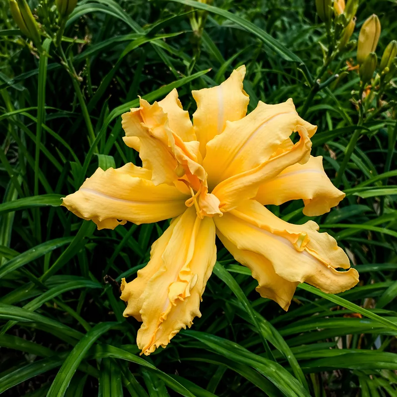 Magical Explosion daylily bloom