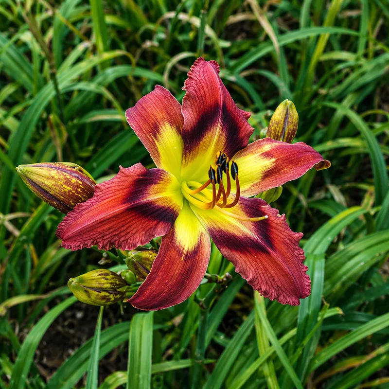 Burnin' Down the Town daylily bloom