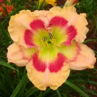 Golden Delicious AHS image