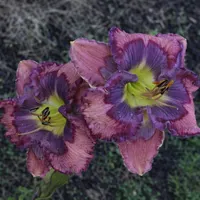 Smile-n-dales AHS image