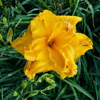 Cheddar Popcorn AHS image