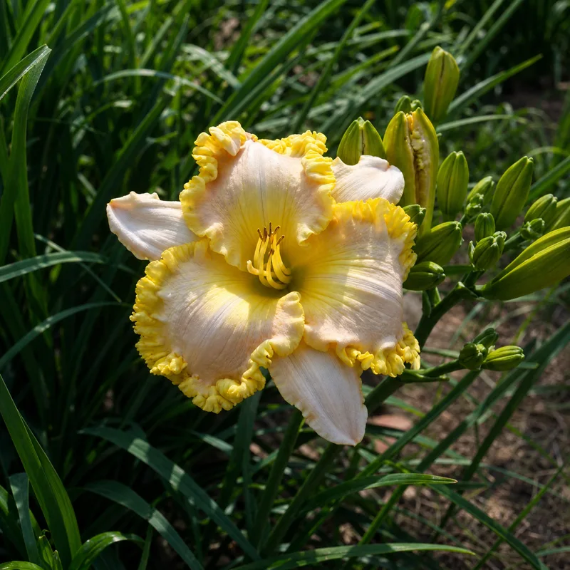 Diamond's Gold Nugget