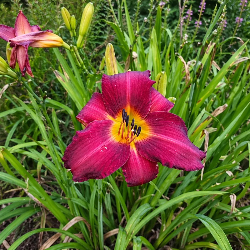 Sept Ember daylily bloom