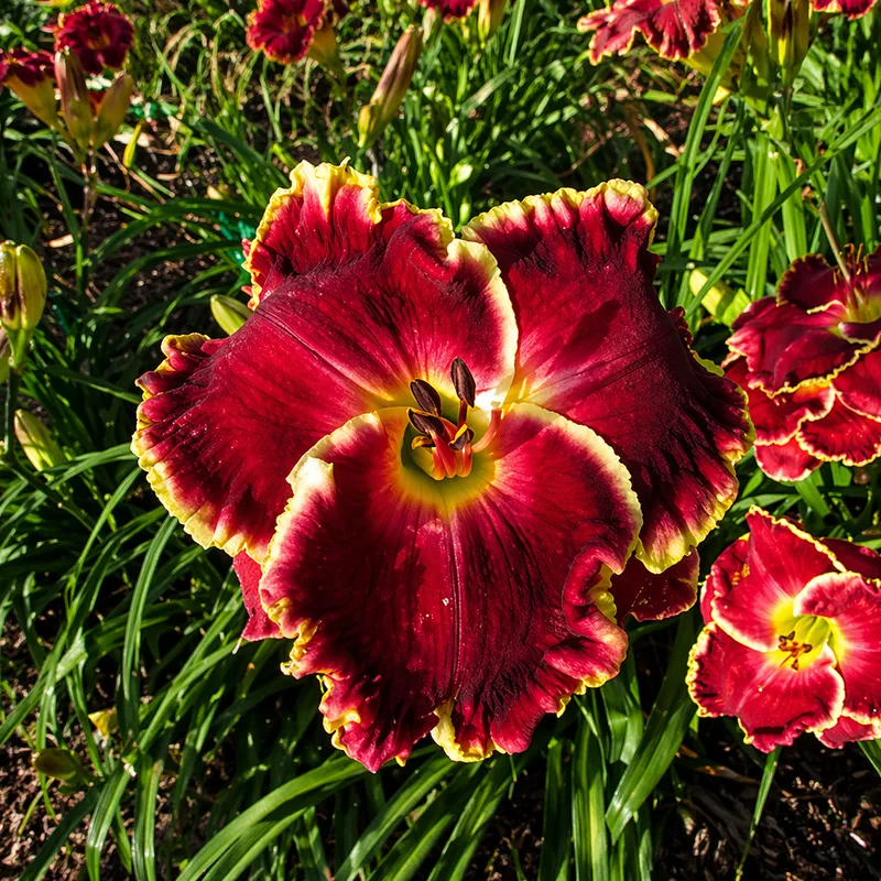 The Cost of Freedom daylily bloom