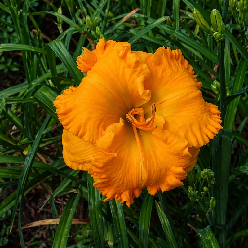 The Wealth of Gold daylily bloom