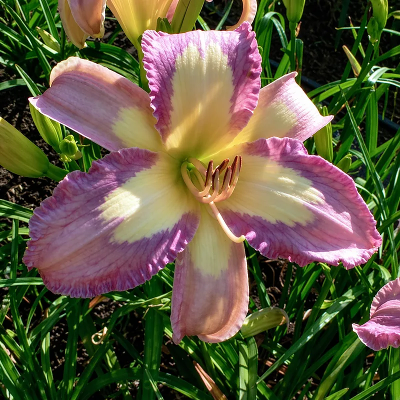 Lavender Aura daylily bloom