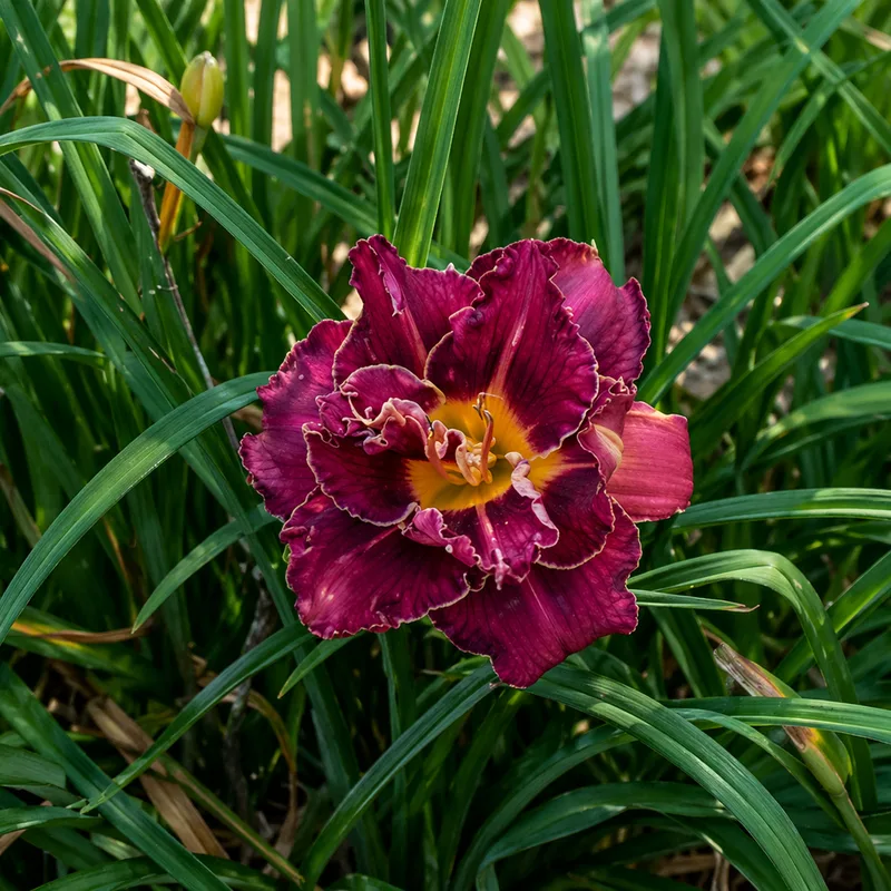 Plumberry Tart daylily bloom