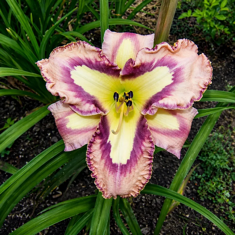Slipsliding Away daylily bloom