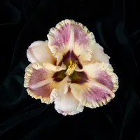 Lotta Dotta AHS image