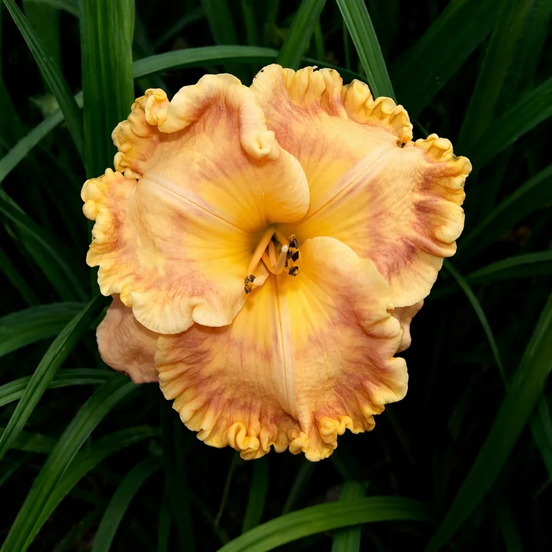 Caramel Sundae AHS image