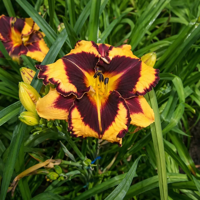 Triple Delight