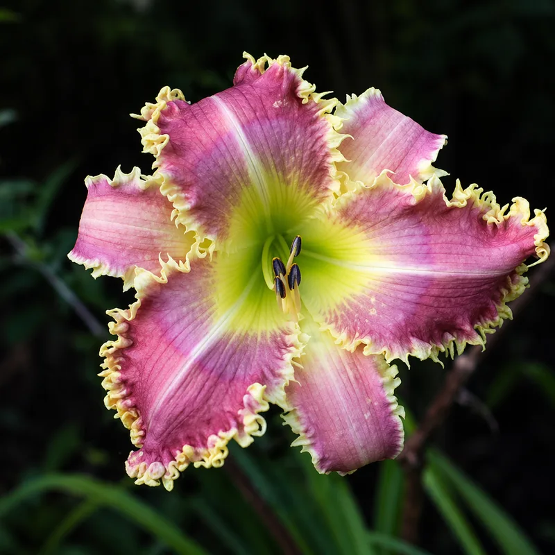 Narwhale daylily bloom
