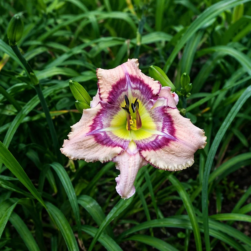 Rippling Ripples daylily bloom