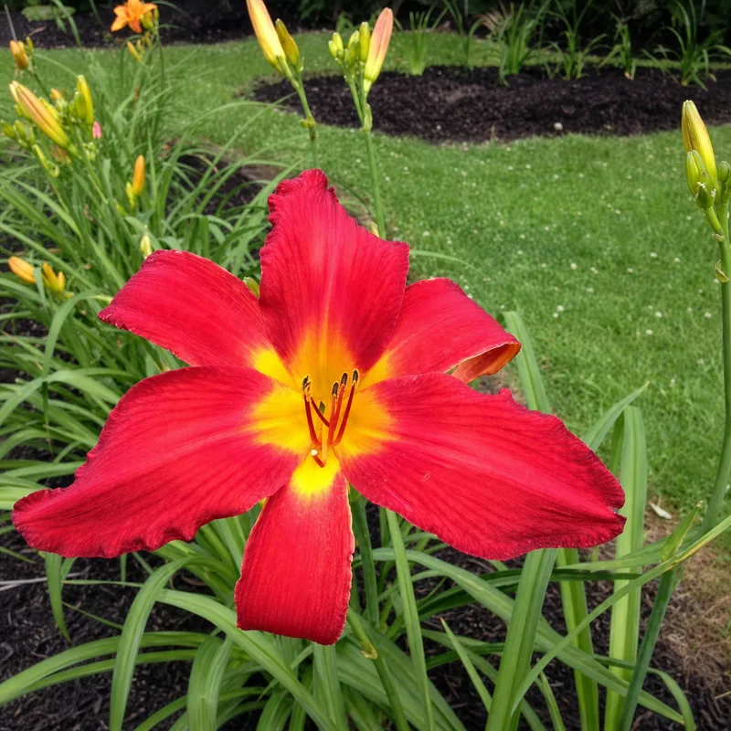 Allegheny Red
