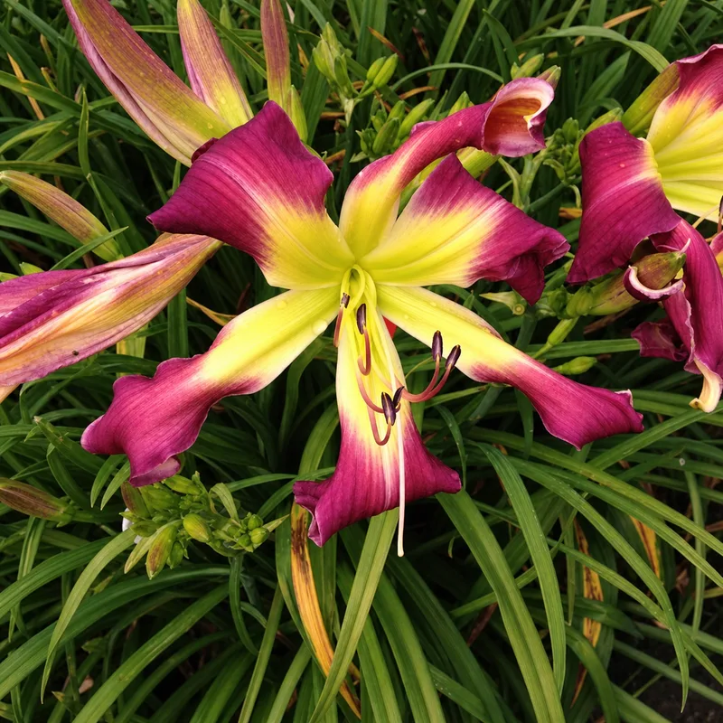 Allegheny Purple